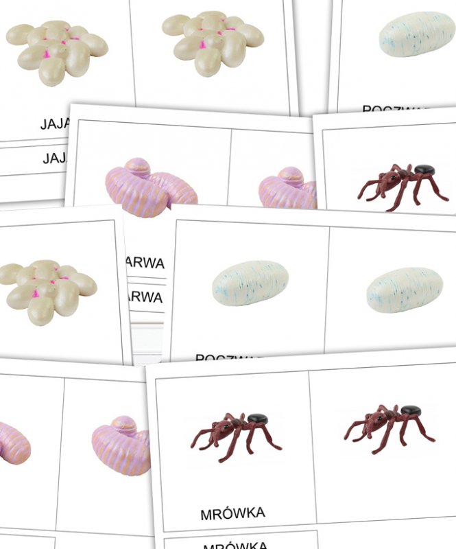 Cykl rozwoju mrówki - karty trójdzielne [PDF]