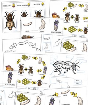 Cykl życia - pszczoła [PDF]