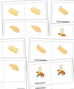 Cykl rozwoju pszczoły - karty trójdzielne [PDF]
