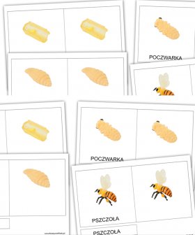 Cykl rozwoju pszczoły - karty trójdzielne [PDF]