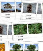 Drzewa naszych lasów - karty trójdzielne [PDF]