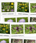 Kwiaty Gorców część 1 - karty trójdzielne [PDF]
