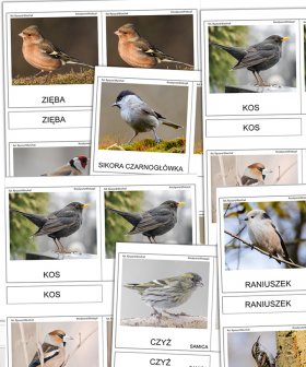 Ptaki - karty trójdzielne [PDF]