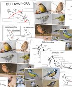 Ptaki [PDF]