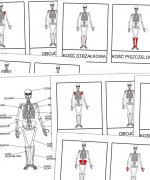 Szkielet - karty pracy [PDF]