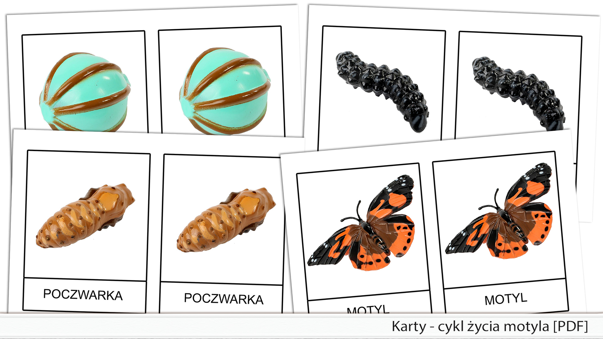 Karty - cykl życia motyla [PDF] - 3,00zl : Kreatywne.Wrota.Net, pomoce