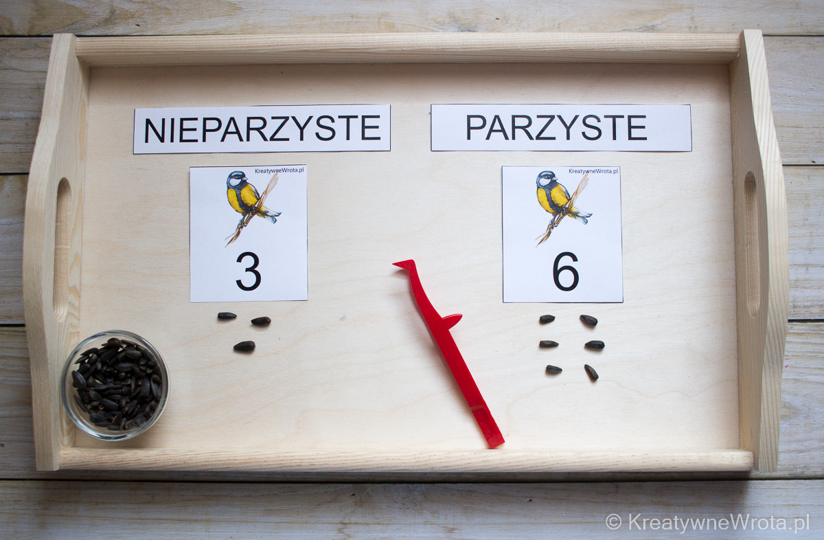Program Montessori - Ptaki